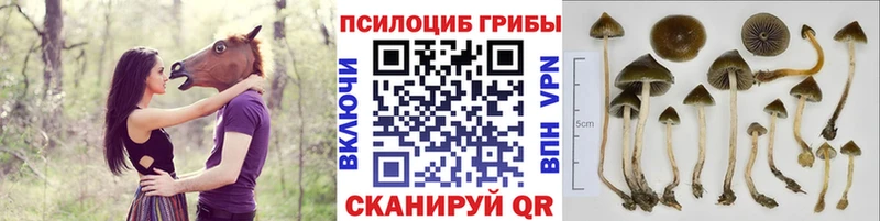 Галлюциногенные грибы Magic Shrooms  Ельня 